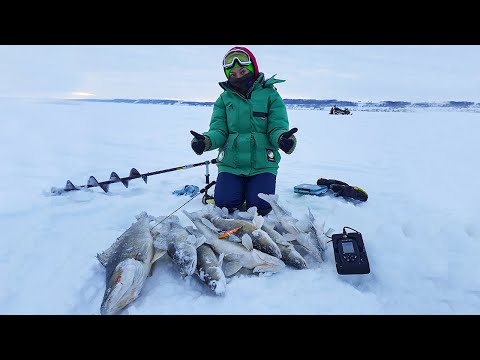 Видео: Огромные РЫБИЩИ вышли на ОТМЕЛЬ/ ЛУЧШЕЕ для судака зимой!