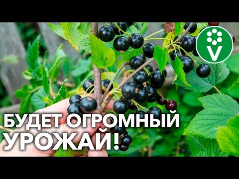 Видео: ПРАВИЛЬНАЯ ПОСАДКА ЧЕРНОЙ СМОРОДИНЫ гарантирует обилие урожая!