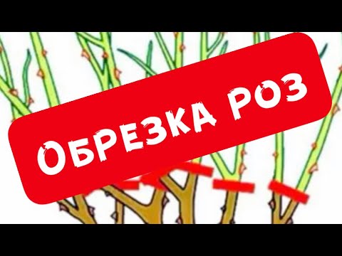 Видео: ОБРЕЗКА  РОЗ. УЧЕБНЫЙ РОЛИК, СНАЧАЛА ПОСМОТРИТЕ ЭТОТ РОЛИК, ЧТОБЫ УЛОВИТЬ СУТЬ ОБРЕЗКИ РОЗ.