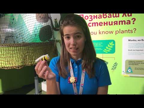 Видео: Животът на пчелите | #МузейкоВкъщи | Ден 24