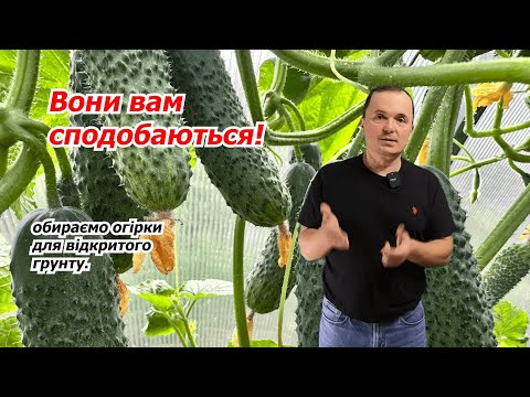 Видео: Які огірки вибрати для відкритого грунту? Топ-5 огірків для грядки!