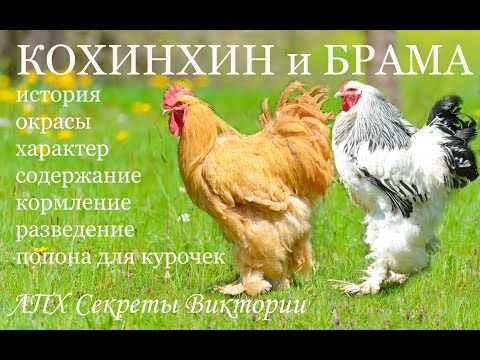 Видео: Куры КОХИНХИН и БРАМА. Все о породе для начинающих
