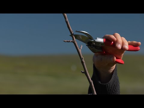 Видео: ЗИМНЯЯ ОБРЕЗКА ЯБЛОНЬ...Структура плодового дерева и демонстрация основных приемов обрезки