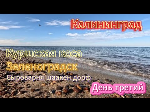 Видео: Калининград. День третий. Куршская коса, Зеленоградск, сыроварня  шаакен дорф