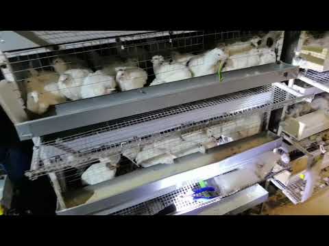 Видео: Рецепт корма для перепелов, РОСТ и НЕСУШКА. Тест и сравнение с комбикормом "BEST"