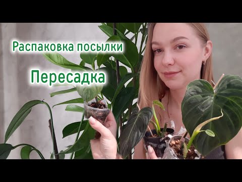 Видео: РАСПАКОВКА РАСТЕНИЙ ♡ ПЕРЕСАДКА ♡  ФИЛОДЕНДРОНЫ