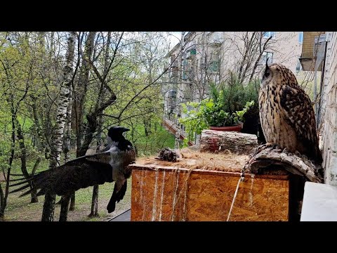 Видео: Сова Ёль и Ворона Тоторо. У нас так много вкусного!