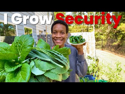 Видео: Когда льготы SNAP меняются в одночасье — мой осенний урожай обеспечивает мне пропитание 🥬