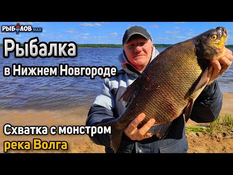 Видео: Крупный лещ на фидер. Рыбалка на Волге. Ловля леща. Как поймать крупного леща. Трофейный лещ