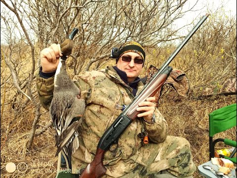 Видео: ОХОТА НА ГУСЯ / ОХОТА НА УТОК / Goose hunting