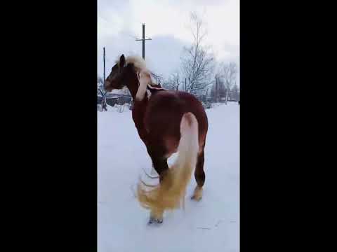 Видео: Романэ грая🐴. Арсэно Киришонко