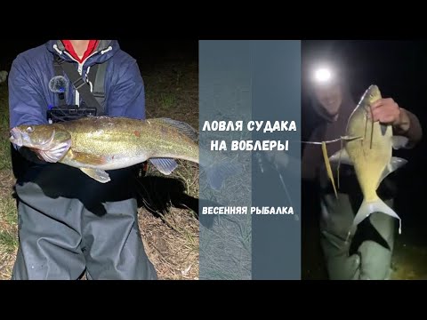 Видео: В поисках судака | Поймал неожиданный трофей | Рыбалка мае