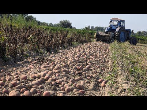 Видео: Врожай картоплі 2024 / Ціна картоплі / Що заробили / Збір картоплі трактором Т 40 та дворядним КТН