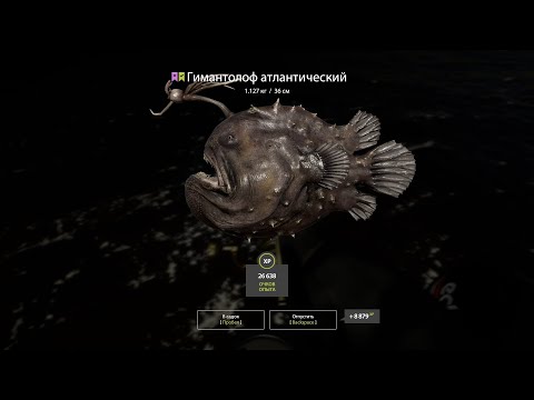 Видео: 🐠НОРВЕЖСКОЕ ХОЛОДНОЕ ВОЛНИТЕЛЬНОЕ МОРЕ😁ФАРМ СЕРЕБРА🐬 РОЗЫГРЫШИ РУЛЕТОК🐾