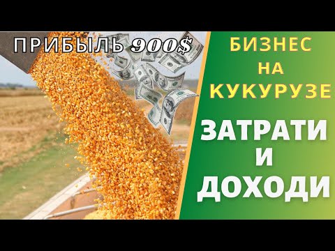 Видео: Выращивание кукурузы на зерно. Реальные Затраты и Доходы на 1 га. Вы будете удивлены. 2021