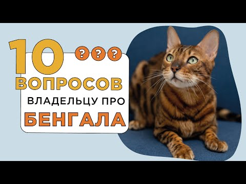 Видео: 10 вопросов владельцу о породе БЕНГАЛ (Бенгальская кошка)