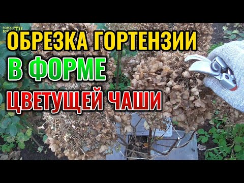 Видео: Обрезка метельчатой гортензии в форме ЦВЕТУЩЕЙ ЧАШИ на примере сорта Краса Лесково 🌸 #garden
