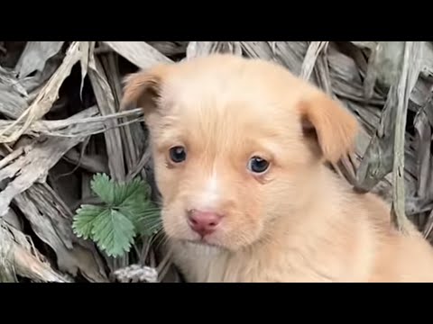 Видео: Холодной зимой бездомный щенок съежился на оживленной обочине дороги, дрожа от холода.