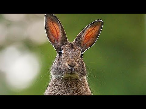 Видео: ЗАЯЦ ВЫШЕЛ НА НОМЕР ФИНСКАЯ ГОНЧАЯ (Suomenajokoira) ГОТОВИМСЯ К СЕЗОНУ ЗАЯЦ БЕЛЯК ЗОНА НАГОНКИ
