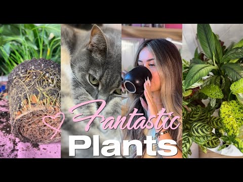 Видео: 🍄Рутинные будни цветочника | Один день из жизни ботанического маньяка🍄