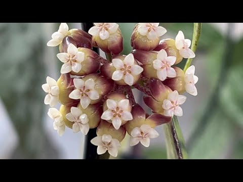 Видео: ПЕРВОЕ ЦВЕТЕНИЕ ХОЙИ ✅ с о.КАЛИМАНТАН (БОРНЕО)