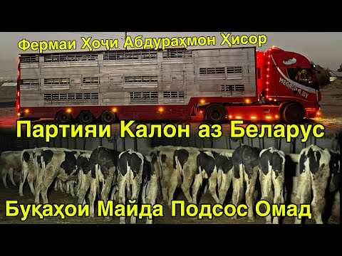 Видео: ДИНА БЕГАҲ АЗ БЕЛАРУС ПАРТИЯИ КАЛОН БУҚАҲОИ ПОДСОС ФЕРМАИ ҲИСОР ШАРОРА 13 ноября 2025 г.