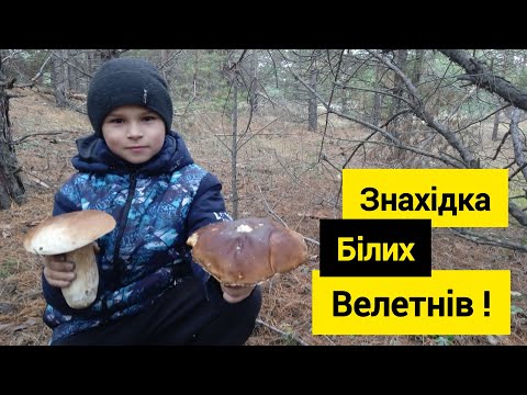 Видео: У ліс за Білими грибами.