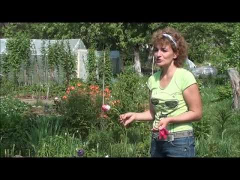 Видео: Как выращивать тюльпаны. Сайт sadovymir.ru