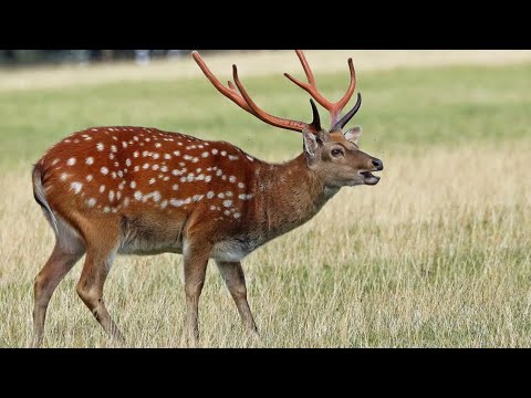 Видео: Охота на пятнистого оленя в Саратовской области. Зверя много, но мне в этот раз не повезло.