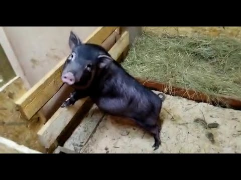 Видео: ВЬЕТНАМСКИЕ ПОРОСЯТА. РАСТЕМ!