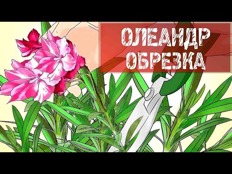 Видео: ОБРЕЗКА ОЛЕАНДРА