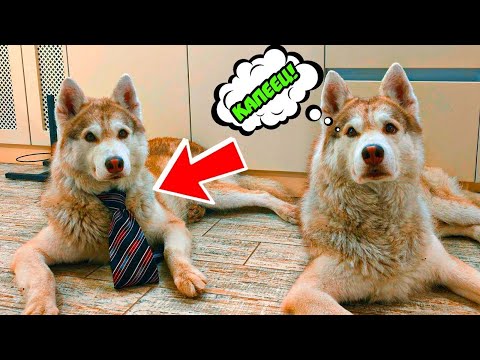 Видео: МОЙ БРАТ БЛИЗНЕЦ ПОНЧИК ОБМАНУЛ НАС!! Все серии подряд!! Хаски Бублик Говорящая собака