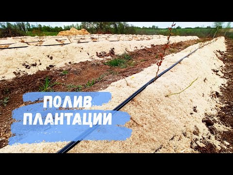 Видео: Немного о поливе плантации