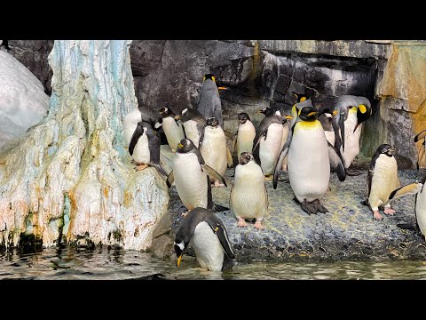 Видео: SeaWorld - обзор парка, стоит ли покупать pass 🎫
