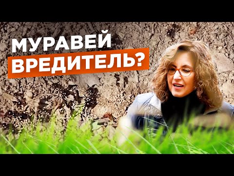 Видео: Муравьи на участке: что делать? Мифы о муравьях. №4 / Мария Винокур и Данила Горюнов Strogoorganic.