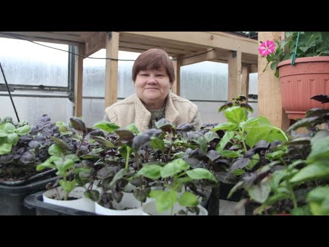 Видео: БАЗИЛИК РАСТЕТ КОВРОМ! ХИТРЫЙ СПОСОБ ДЛЯ ВЫРАЩИВАНИЯ ЛЮБОЙ ЗЕЛЕНИ.