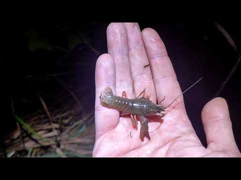 Видео: ВЕЧЕР НА РЕКЕ. Отдыхаем у костра. Ловим налимов, раков (как определить пол у раков)
