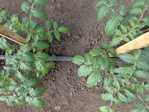 Видео: КАПЕЛЬНЫЙ ПОЛИВ. МОЙ ПЕРВЫЙ ОПЫТ. Ольга Чернова.