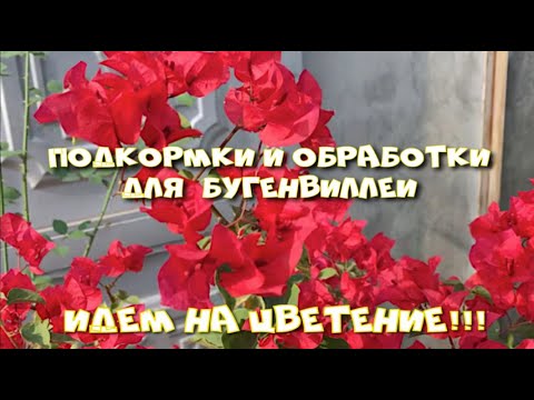 Видео: ПОДКОРМКИ ДЛЯ БУГЕНВИЛЛЕИ. ВРЕДИТЕЛИ. ЧАСТЬ 2.