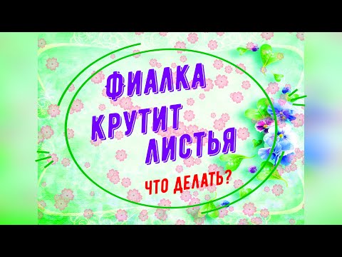 Видео: Фиалка крутит листья! Что делать?