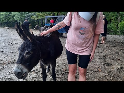 Видео: Бархатный сезон2024//экскурсия в Псахо//день 4 в Адлере⛰🐴