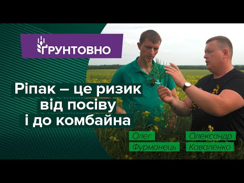 Видео: Стресовий сезон для ріпаку: на який врожай сподіватися?