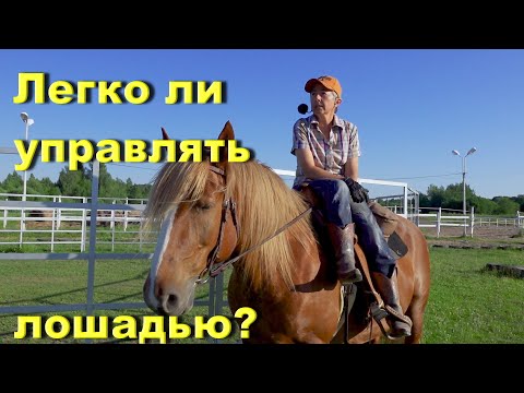 Видео: Легко ли управлять лошадью?
