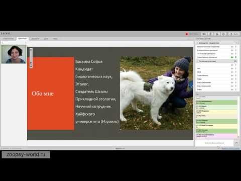 Видео: Софья Баскина. "О генетических предпосылках к проблемам поведения у разных пород собак"