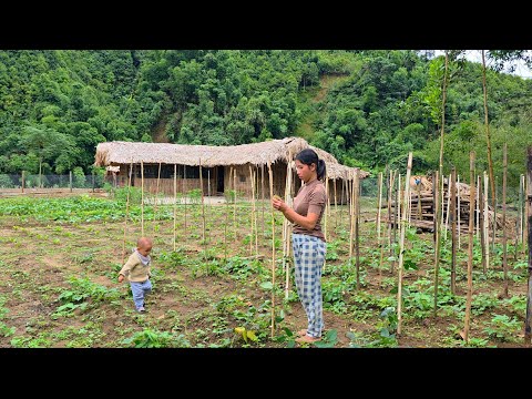 Видео: Уборка сада и уход за фасолью: Установка дренажной системы: Жизнь Ли Тиеу Ка