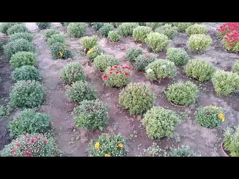 Видео: Хризантема -мультифлора Первый опыт по выращиванию на продажу в горшках.