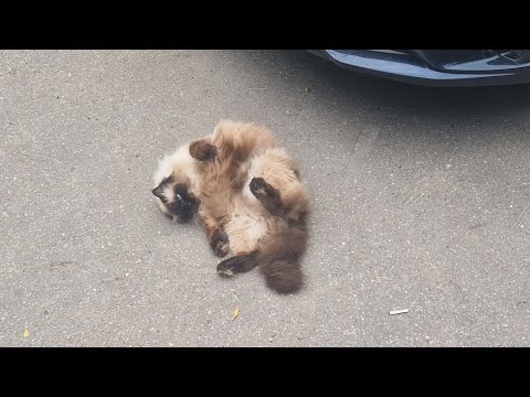 Видео: 3 июля 2025 г.