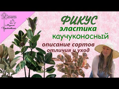 Видео: Фикус эластика (каучуконосный). Описание сортов.