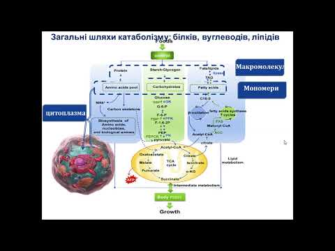 Видео: Крок 1 Біохімія. Метаболізм. Загальні шляхи катаболізму. ЦТК. Біологічне окиснення. Дихальний ланцюг