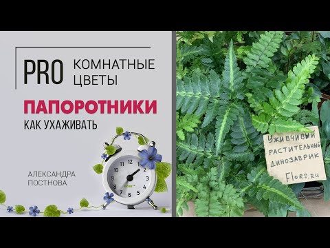 Видео: Папоротники - растения, которые пережили динозавров. Как подружиться с папоротниками и обзор сортов.